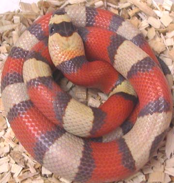 Tricolor Hypo Honduran baby
