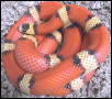 Yearling pinstripe Tricolor Hypo Honduran