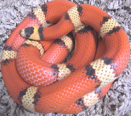 Yearling pinstripe Tricolor Hypo Honduran