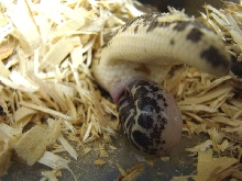 birth photo