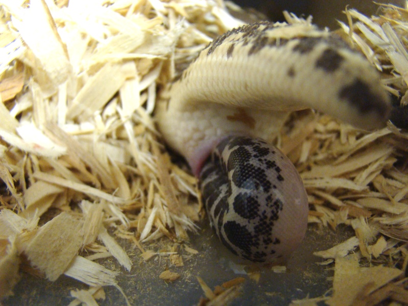 birth photo