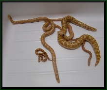 grhypo1