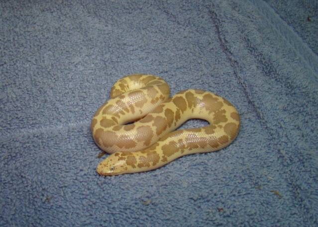 08hypo