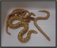grhypo2
