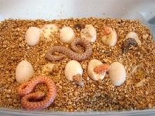 2011babyhog