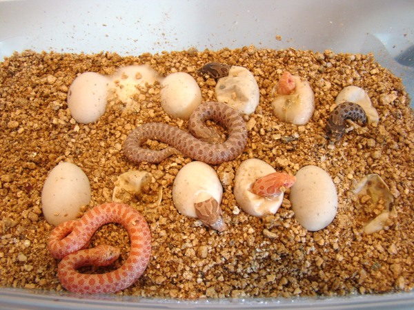 2011babyhog