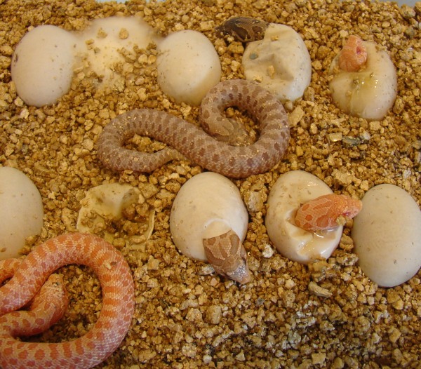 2011babyhogs