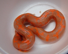 high orange