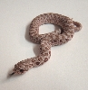 2011 hypo