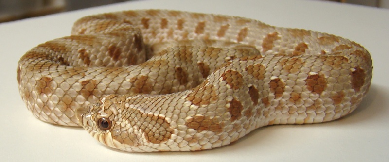 2010Fhypo