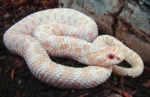 HA adult male