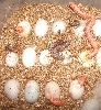 A.hogs hatch