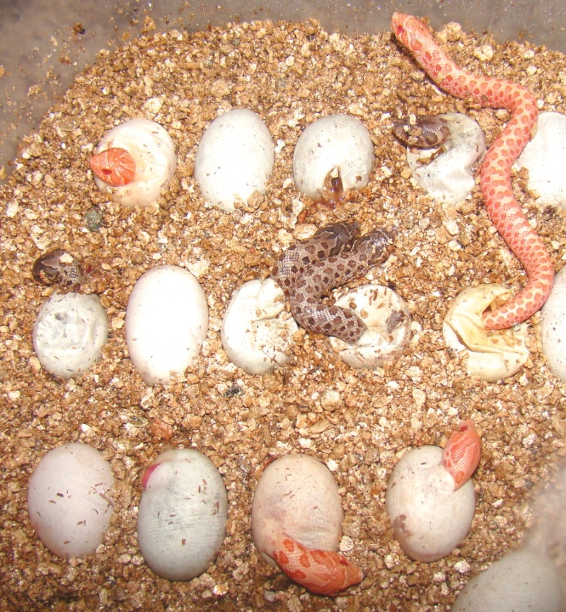 A.hogs hatch
