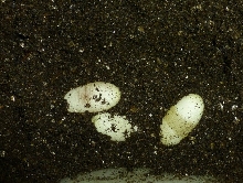 hogeggs1