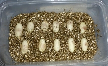 hogeggs2