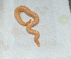 nice albino