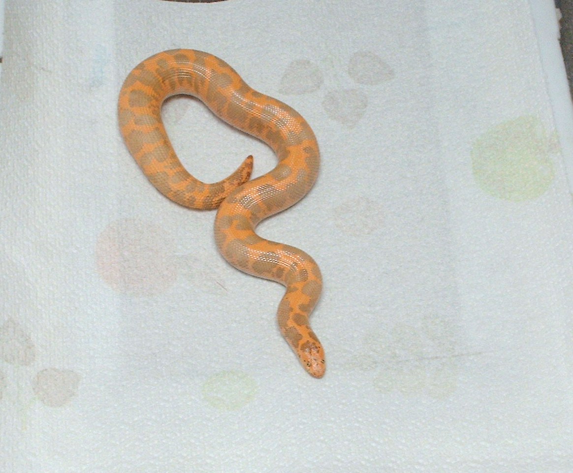 nice albino