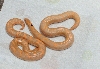 parodox/bellsiblings