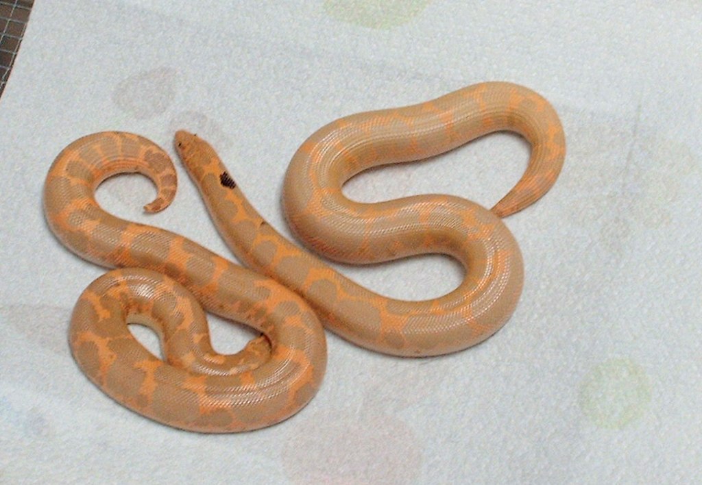 parodox/bellsiblings