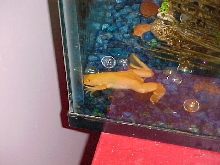 My albino frog