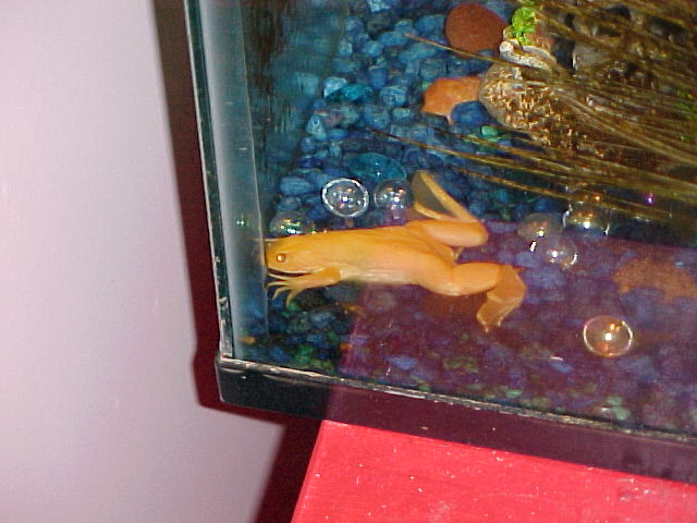 My albino frog