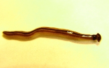 Unknown worm-like animal