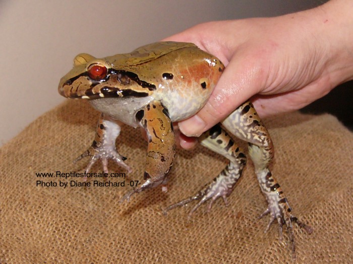 chicken frog