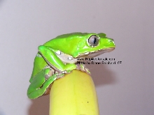 monkey tree frog
