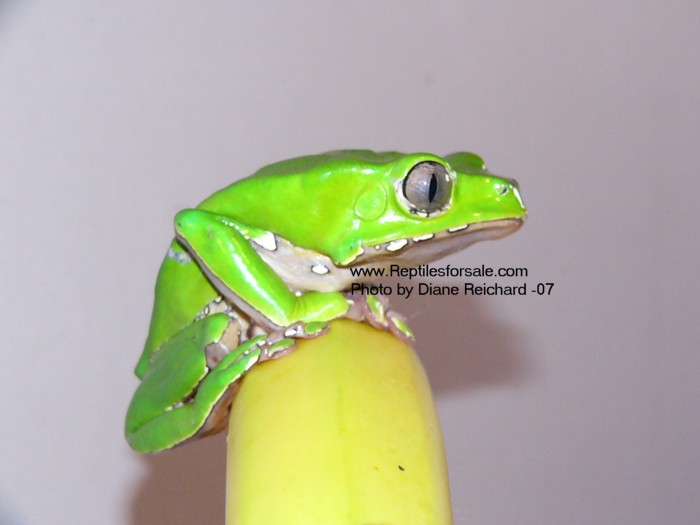 monkey tree frog