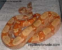 super nice boa!