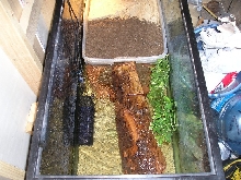 baby gator set-up
