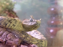 atheris cerataphorus