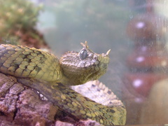atheris cerataphorus