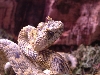 atheris cerataphorus