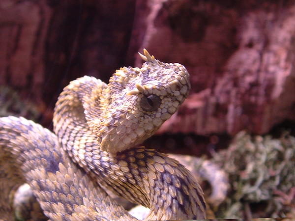 atheris cerataphorus