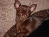 Hershey