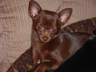 Hershey