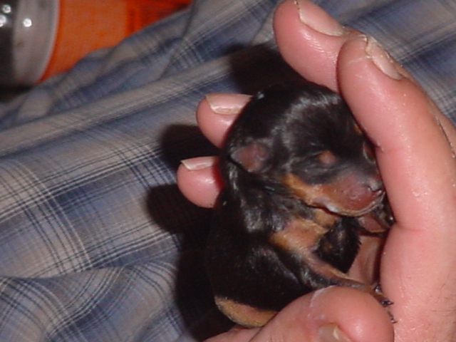 Our  New Baby