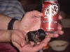 Min-pin How small