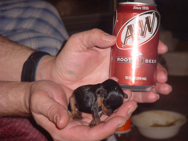 Min-pin How small