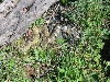 rattlesnake