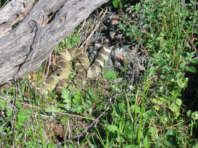 rattlesnake