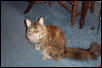 Jilly