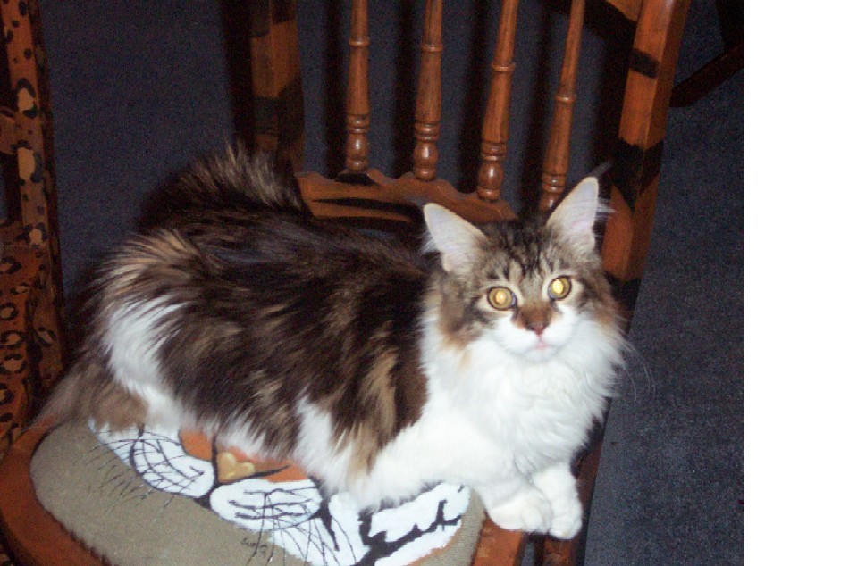 King of the castle