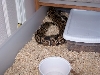 snake2