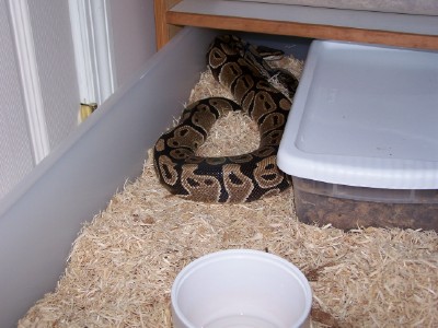 snake2