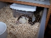 snakes1
