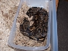 snakes3