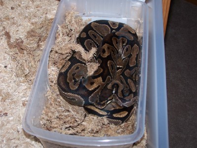snakes3