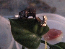 baby cham looking